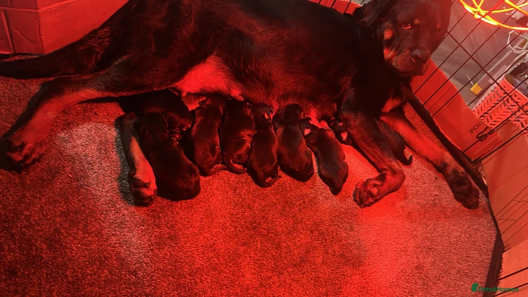Rottweiler dogs for sale: Big chunky Rottweiler puppies  - Advert 2