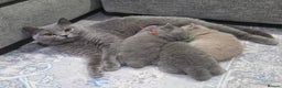 British Shorthair cats for sale: Gorgeous Pure Breed British shorthair kittens  - Advert 11