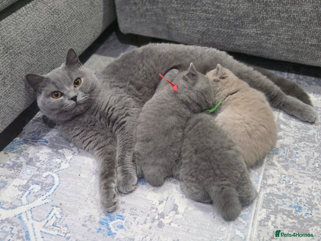 British Shorthair cats for sale: Gorgeous Pure Breed British shorthair kittens  - Advert 11