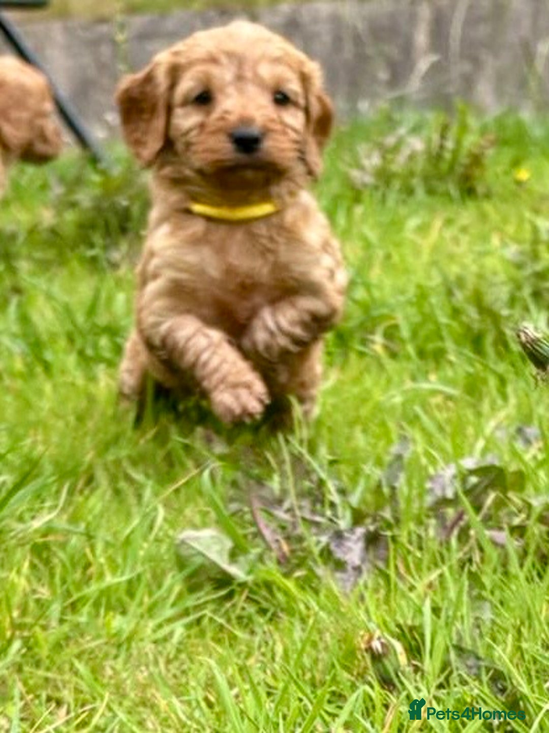 Cockapoo dogs for sale: Adorable Cockapoo puppies - Image 17
