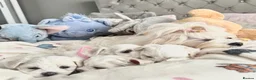 Maltese dogs for sale: GORGEOUS KOREAN MALTESE PUPPIES - Advert 29
