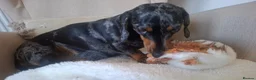 Dachshund dogs for sale: Silver Dappled Dachshund Female - Advert 3