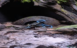 Frog reptiles for sale:  🔵Male Dendrobates Tinctorius “Powder Blue” 🔵 - Advert 1