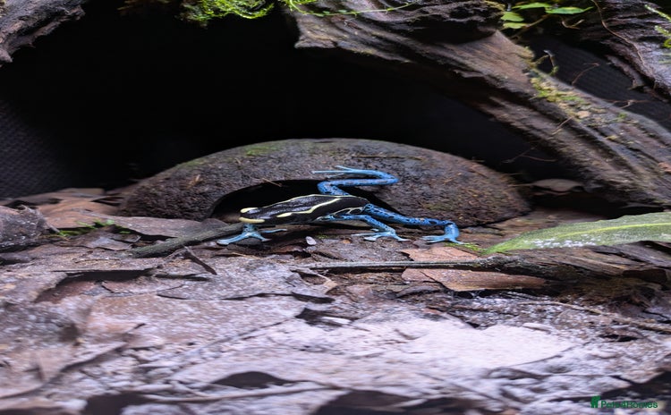 Frog reptiles  🔵Male Dendrobates Tinctorius “Powder Blue” 🔵 - Advert 1