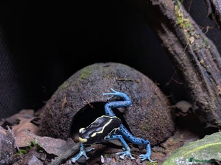 Frog reptiles 🔵Male Dendrobates Tinctorius “Powder Blue” 🔵 - Advert 2