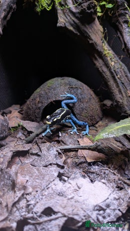 Frog reptiles 🔵Male Dendrobates Tinctorius “Powder Blue” 🔵 - Advert 1
