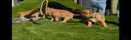 Staffordshire Bull Terrier dogs for sale: last boy ready now champion lines  boys  - Advert 22