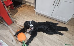 Mixed Breed dogs for sale: 19 month old male Labernese (Bernese X lab) in Swindon - Image 2