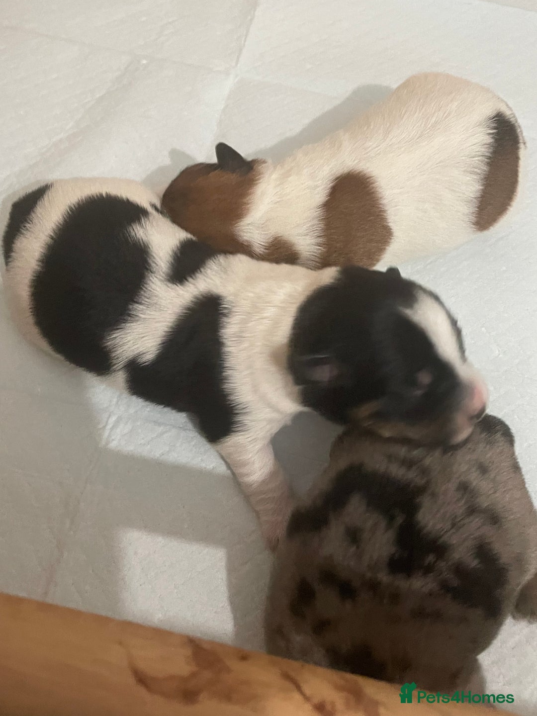 Jack Russell dogs for sale: Beautiful Jack Russell Terrier puppies available  - Advert 6