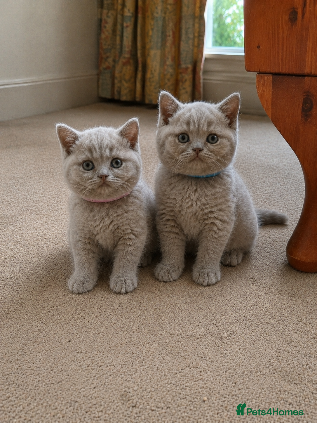 British Shorthair cats Chunky Lilac British Shorthair Kittens for sale!!! - Advert 1