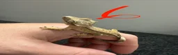 Gecko reptiles for sale: 12 x Crested Gecko babies - Advert 7