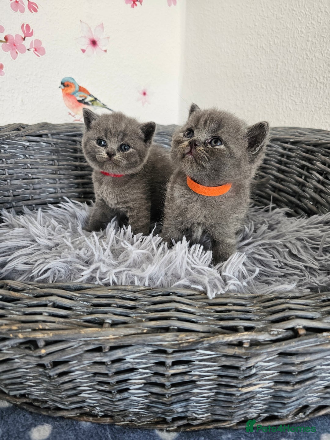British Shorthair cats for sale: Gccf British Shorthair kittens  - Image 15