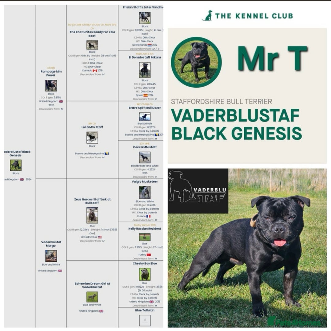 Staffordshire Bull Terrier dogs for sale: KC Registered Mr T & Luminastaffs Puppies - Image 20