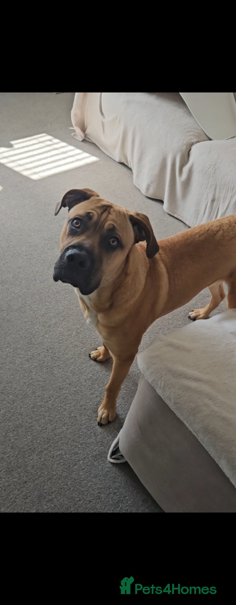 Mixed Breed dogs Cross breed Dogue de Bordeux for sale - Advert 1