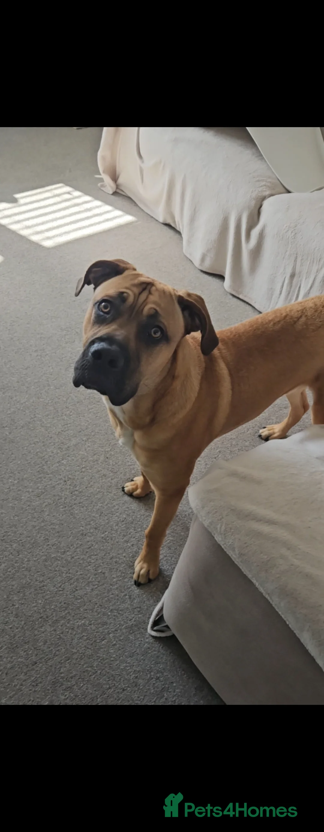 Mixed Breed dogs for sale: Cross breed Dogue de Bordeux for sale - Advert 1