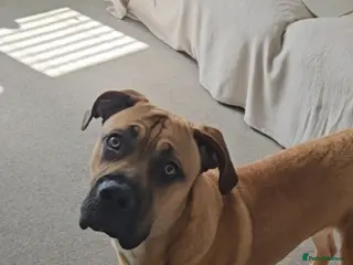 Mixed Breed dogs Cross breed Dogue de Bordeux for sale - Advert 4