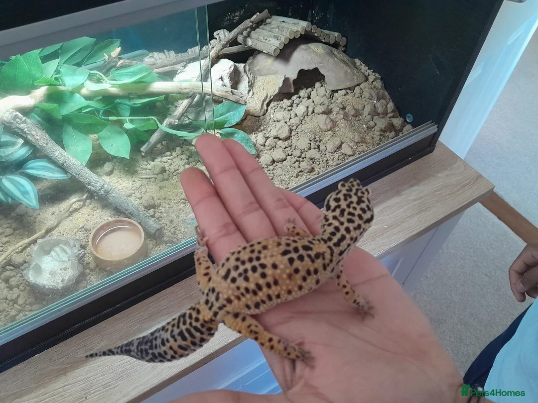 Gecko reptiles for sale: Normal/albino gecko - Advert 2