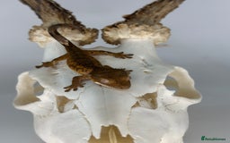 Gecko reptiles for sale: Young crested geckos various morphs Unsexed  - Image 12