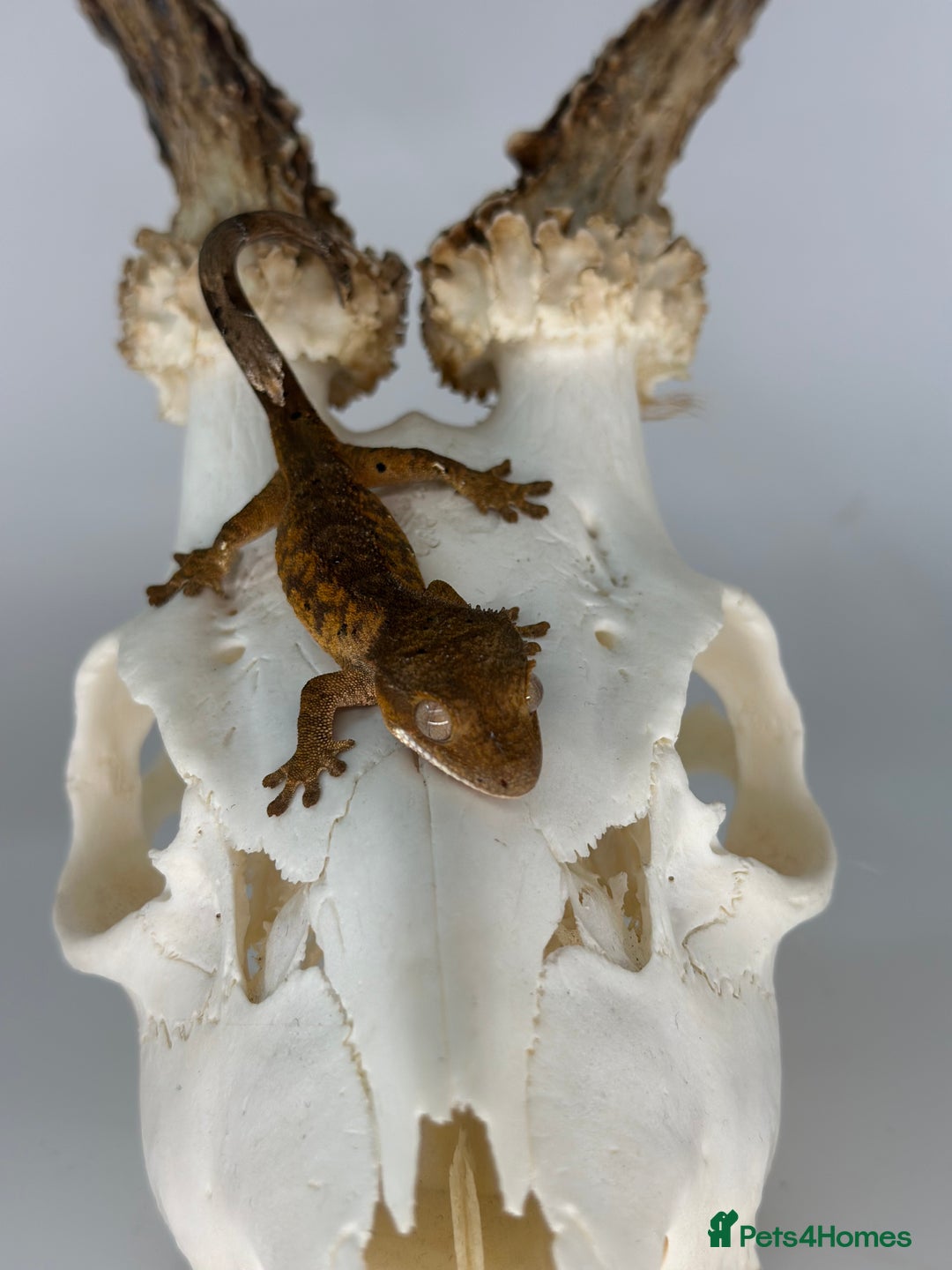 Gecko reptiles for sale: Young crested geckos various morphs Unsexed  - Image 12