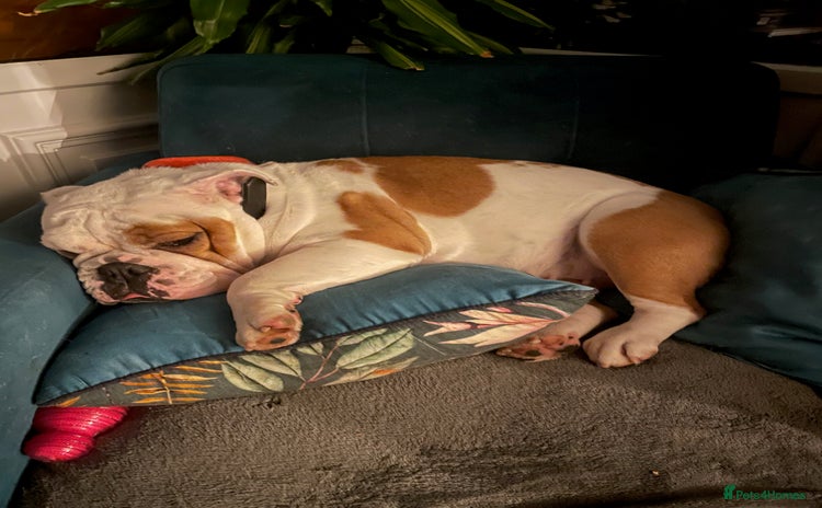 English Bulldog dogs - Advert 1