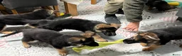German Shepherd dogs for sale: Pure German Shepherd puppies  - Advert 13