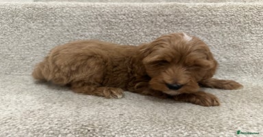 Cockapoo dogs Unique cockapoo babies 🧸 - Advert 8