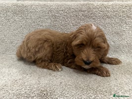 Cockapoo dogs Unique cockapoo babies 🧸 - Advert 6