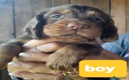 Cocker Spaniel dogs for sale: Working cocker spaniel - Image 2