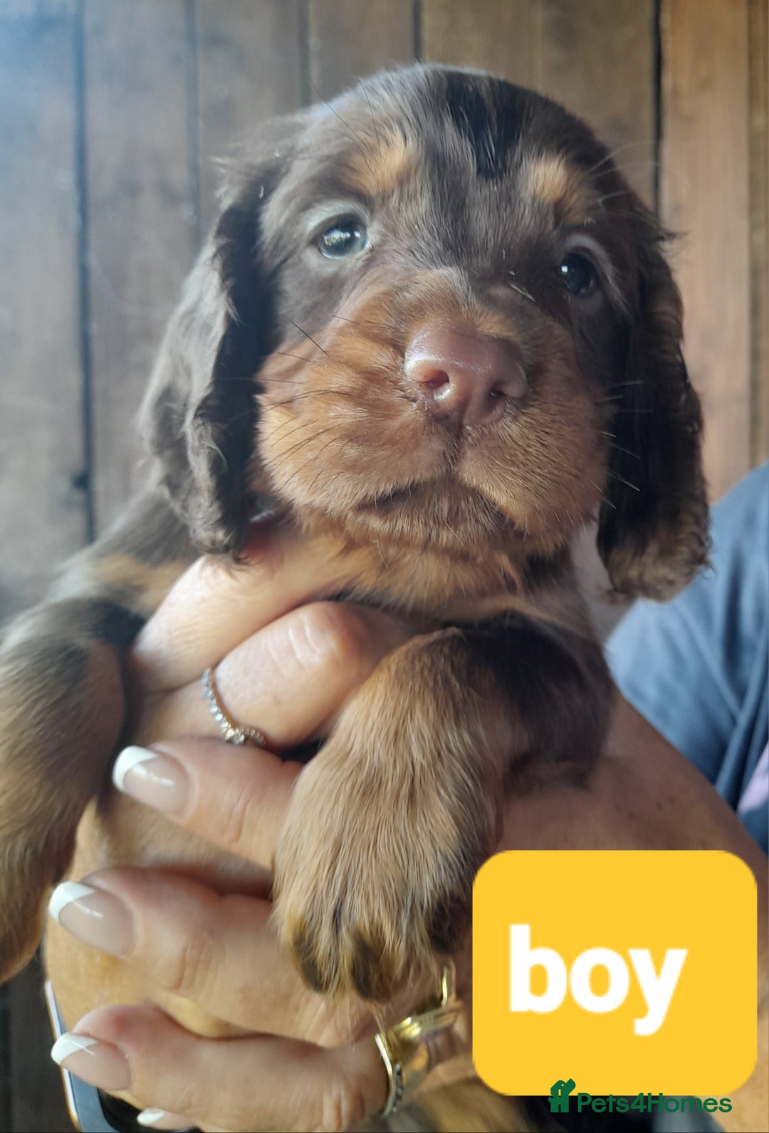 Cocker Spaniel dogs for sale: Working cocker spaniel - Image 2