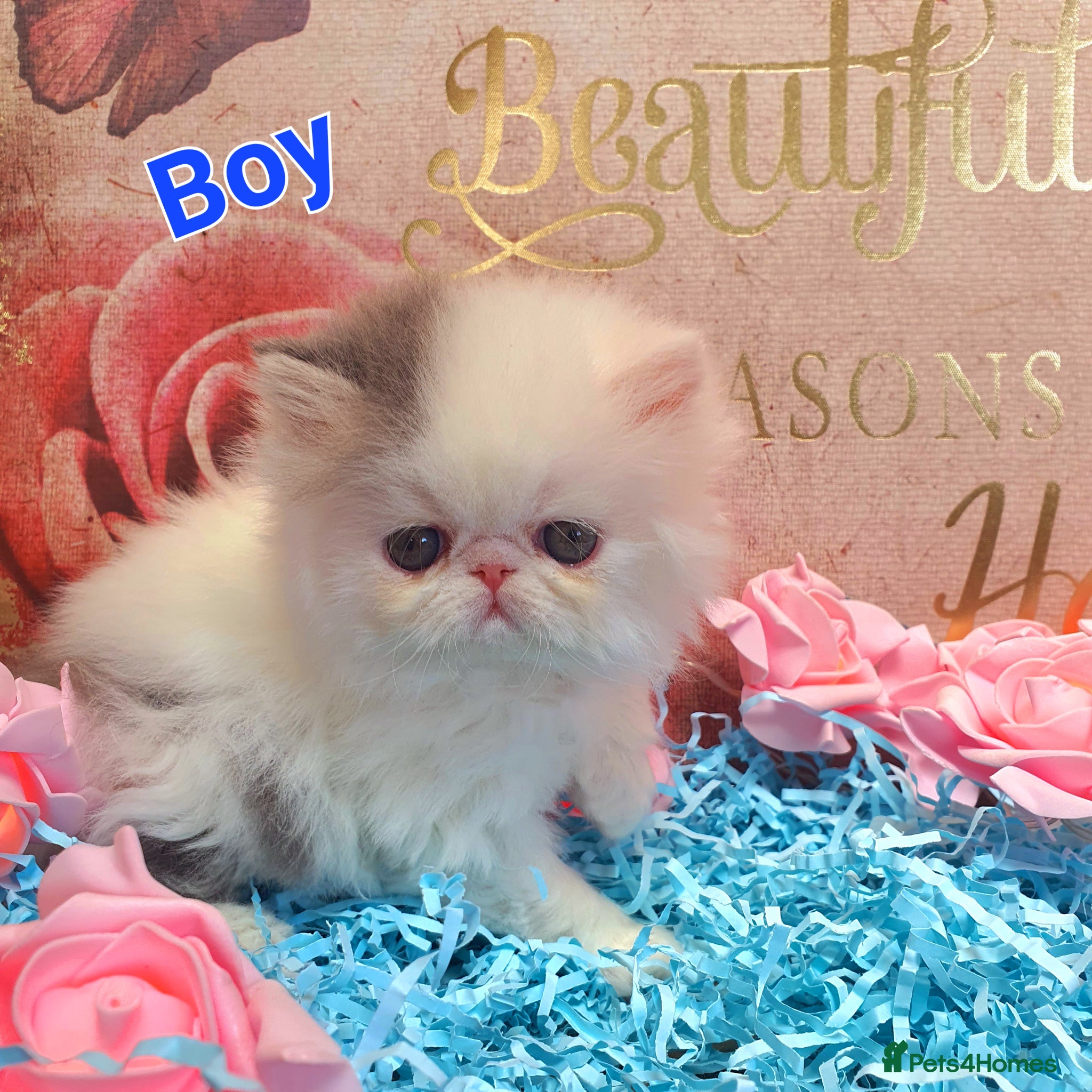 Persian cats GCCF pure breed Persian Kittens 😸  - Advert 4