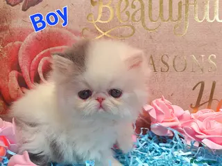 Persian cats GCCF pure breed Persian Kittens 😸 - Advert 4