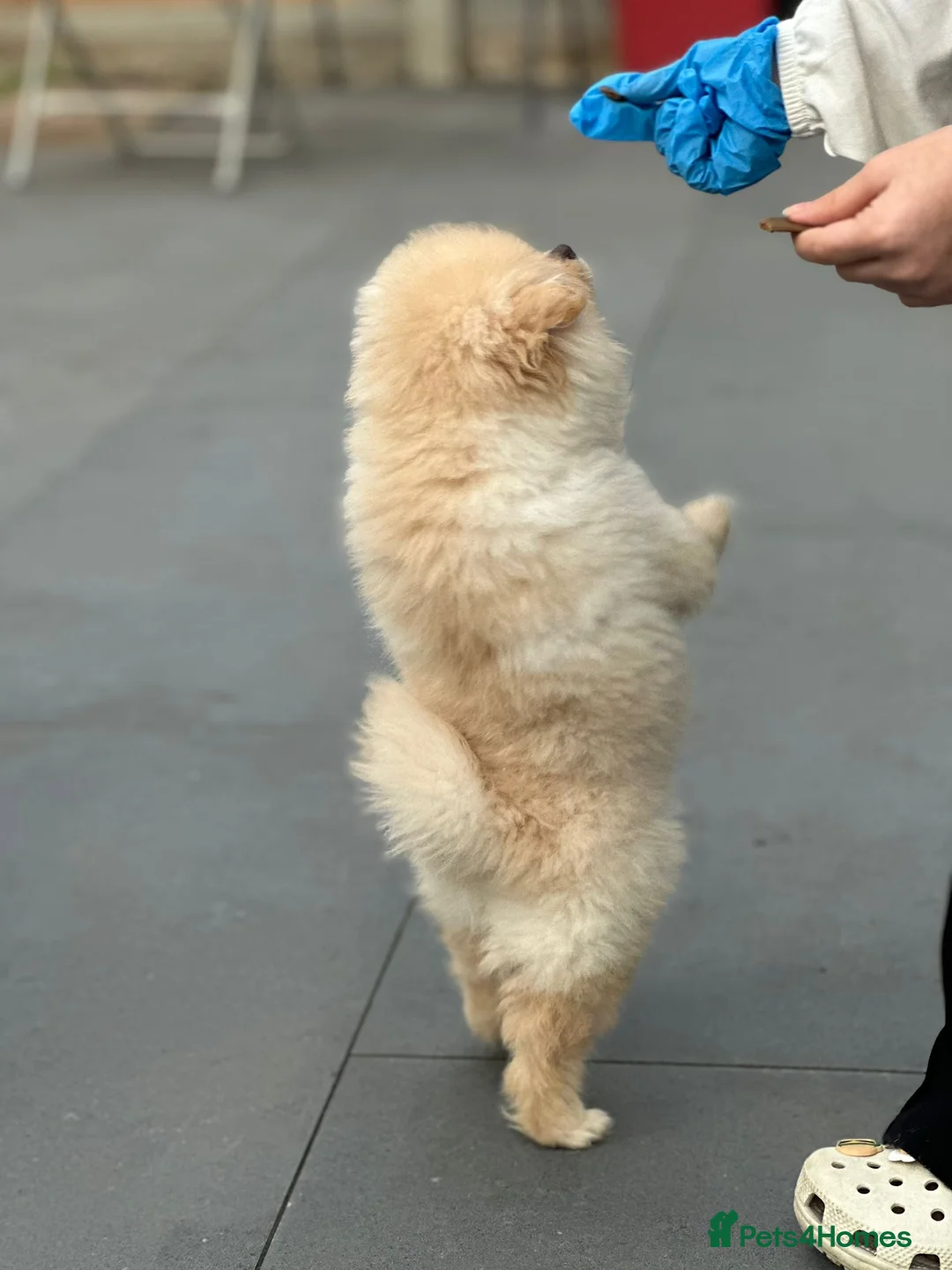 Pomeranian dogs for sale: Gorgeous Pomeranian puppy in Feltham - Advert 2