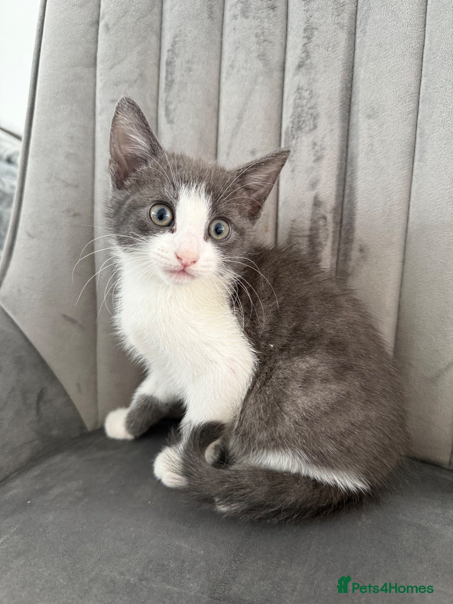 Mixed Breed cats Ready for their forever home 🥰⭐️ - Advert 16