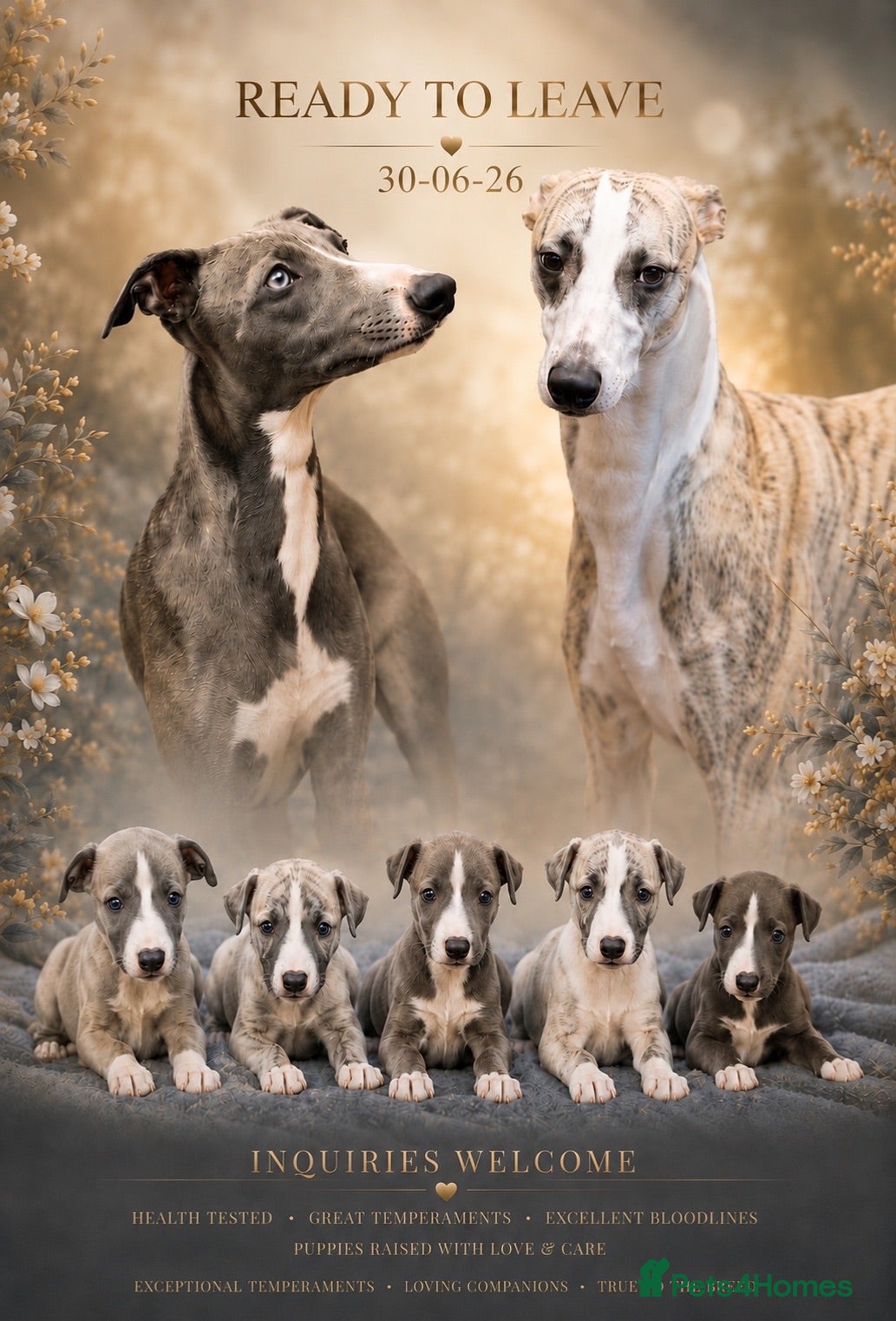 Whippet dogs STUNNING  RKC LITTER  - Advert 12