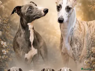 Whippet dogs STUNNING RKC LITTER - Advert 12