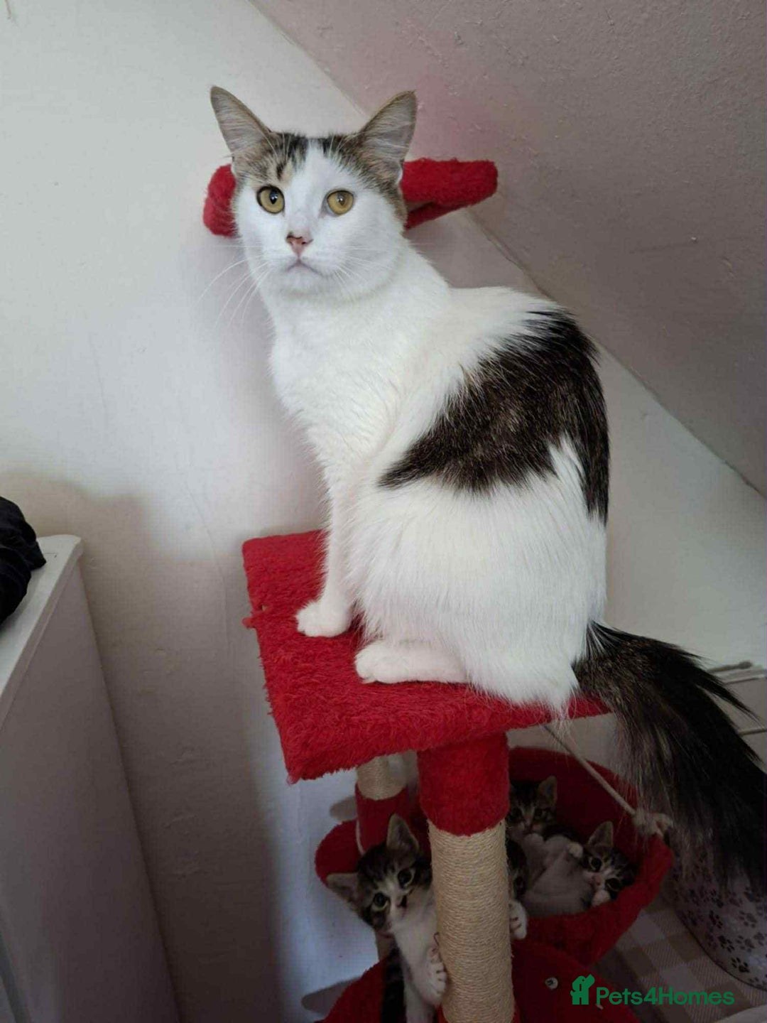 Mixed Breed cats for sale: For sale - Image 3