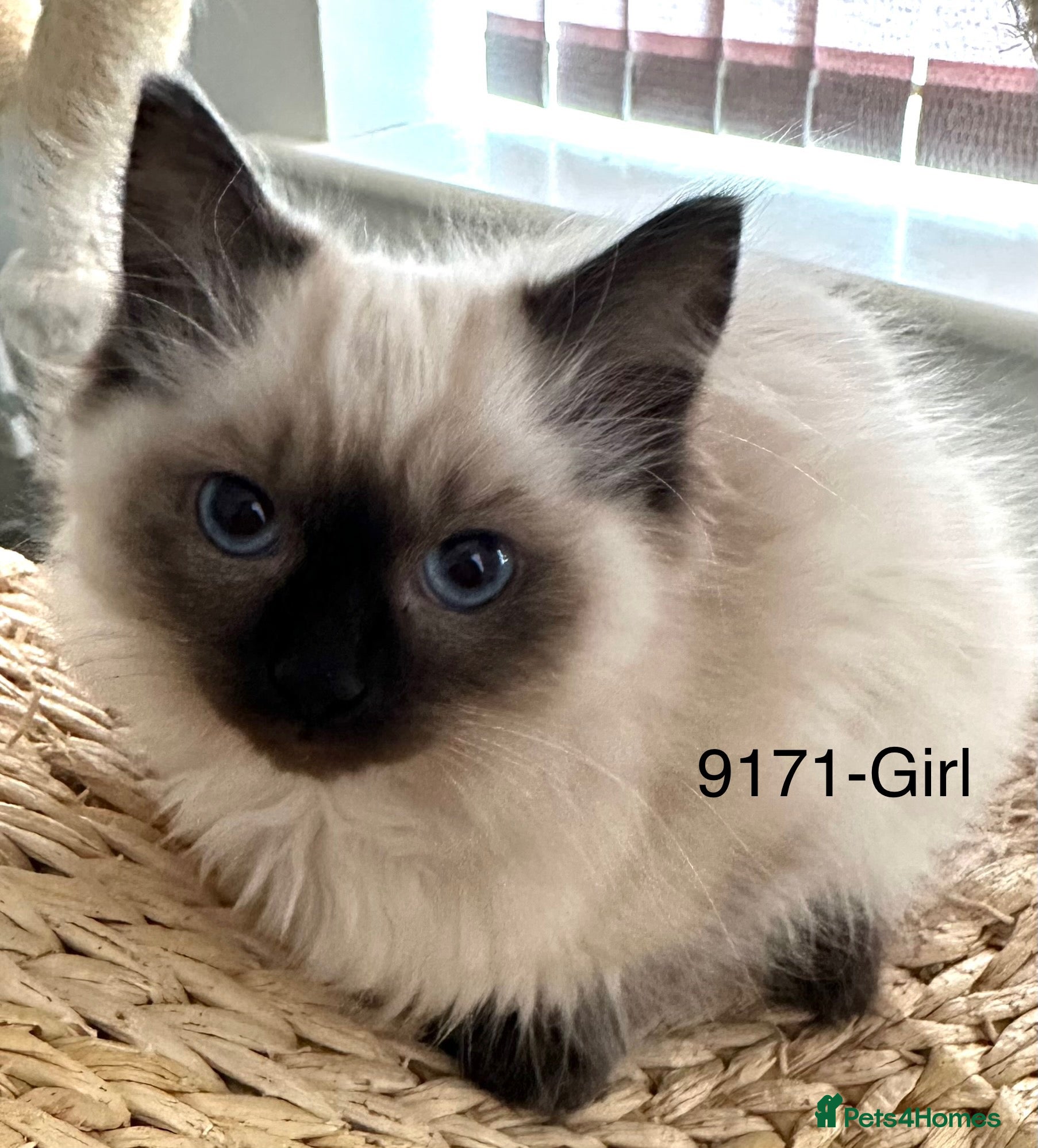 Ragdoll cats Lovely Chocolate Sealpoint Ragdoll Kittens - Advert 4