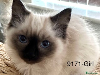 Ragdoll cats Lovely Chocolate Sealpoint Ragdoll Kittens - Advert 15