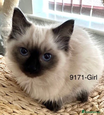 Ragdoll cats Lovely Chocolate Sealpoint Ragdoll Kittens - Advert 11