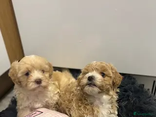 Maltipoo dogs Maltipoo boys available - Advert 2