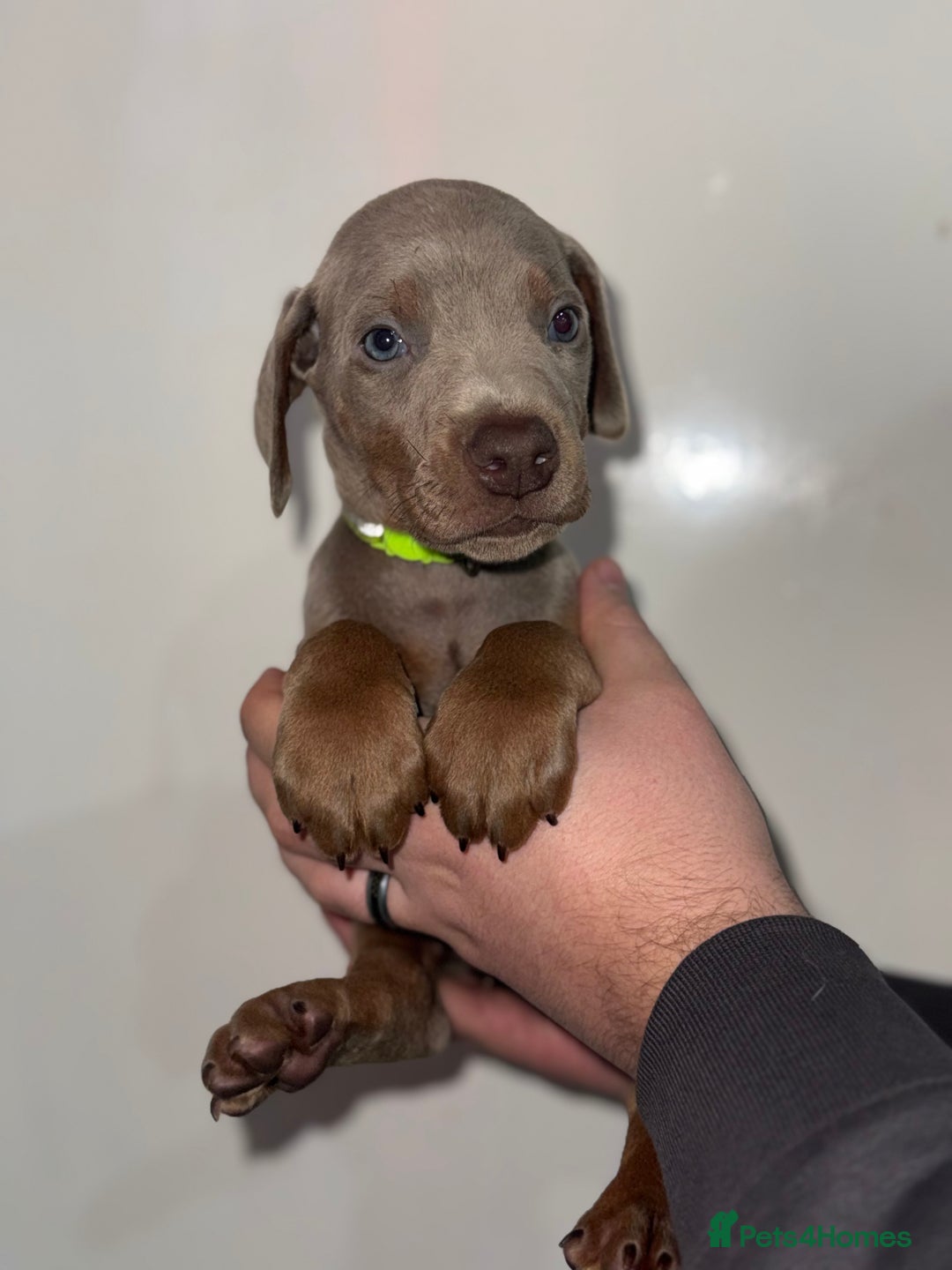 Dobermann dogs for sale: Ready to go Friday night  - Advert 16