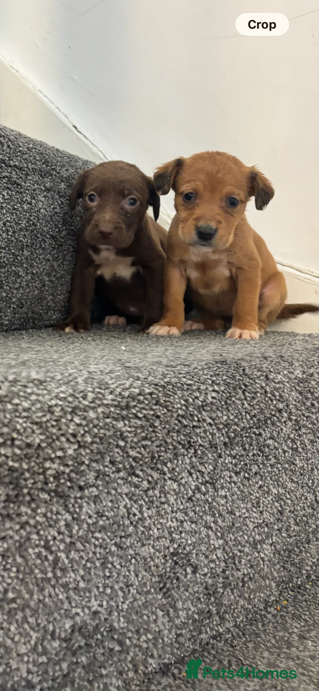 Jackapoo dogs for sale: Jackpoo puppies  in Durham - Advert 1