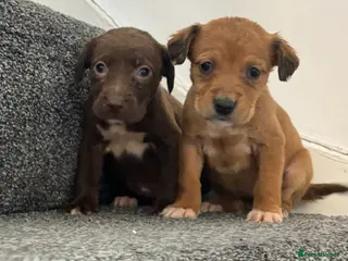 Jackapoo dogs Jackpoo puppies in Durham - Advert 9