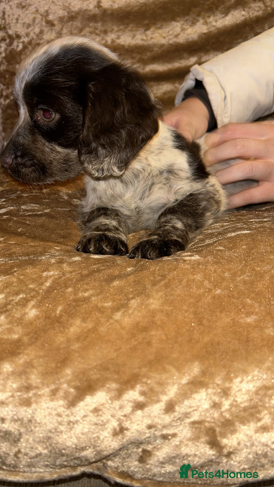 Cocker Spaniel dogs for sale: One adorable girl left  - Advert 6