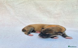 Mixed Breed dogs for sale: Czech Wolfdog × Akita/Malamute Puppies - Image 20