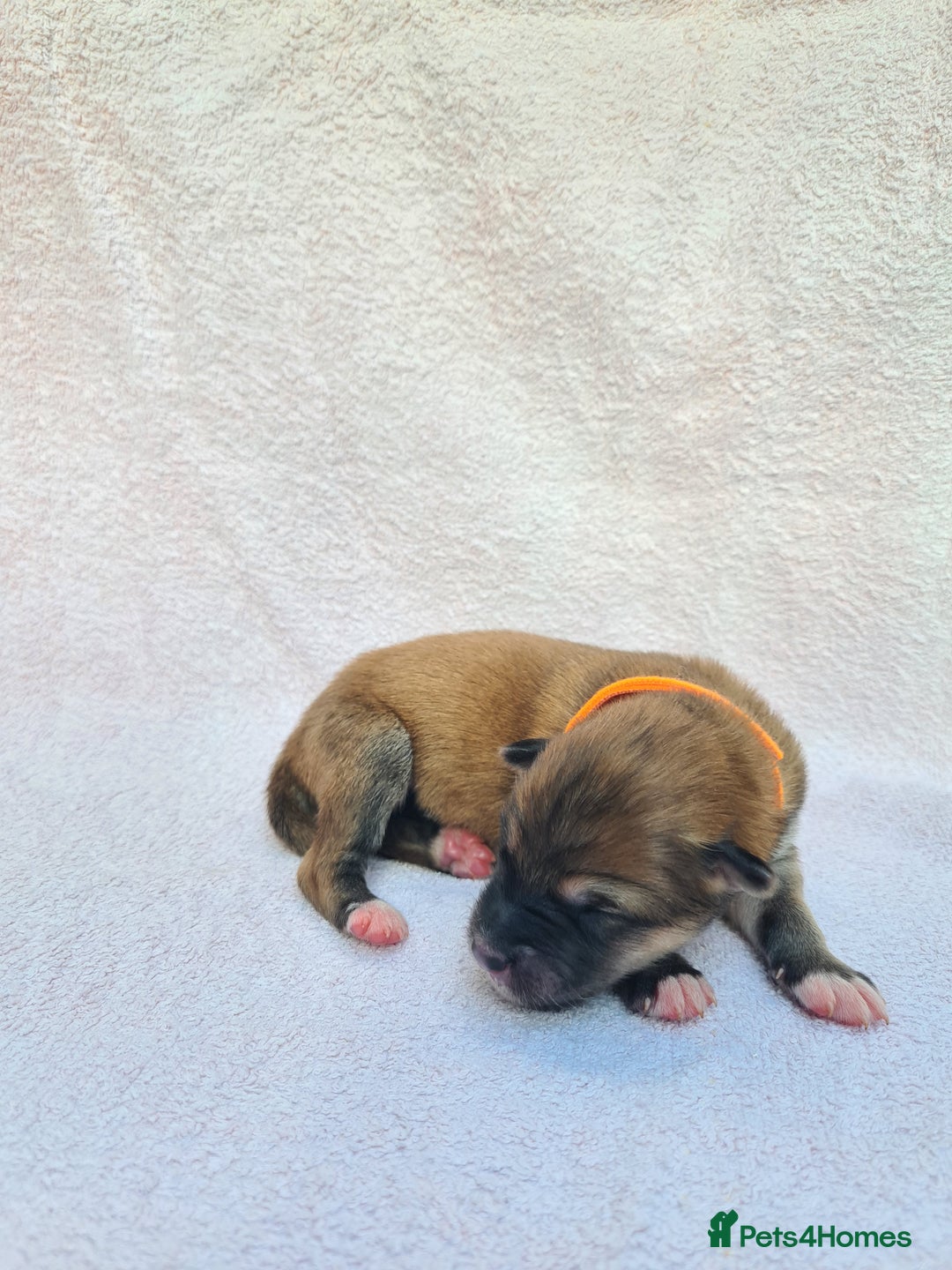 Mixed Breed dogs for sale: Czech Wolfdog × Akita/Malamute Puppies - Image 20