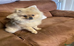 Pomeranian dogs for sale: Cute Pomeranian Puppy Looking for Loving Family - Advert 1