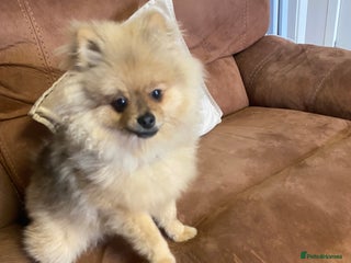 Pomeranian dogs for sale: Cute Pomeranian Puppy Looking for Loving Family - Advert 1