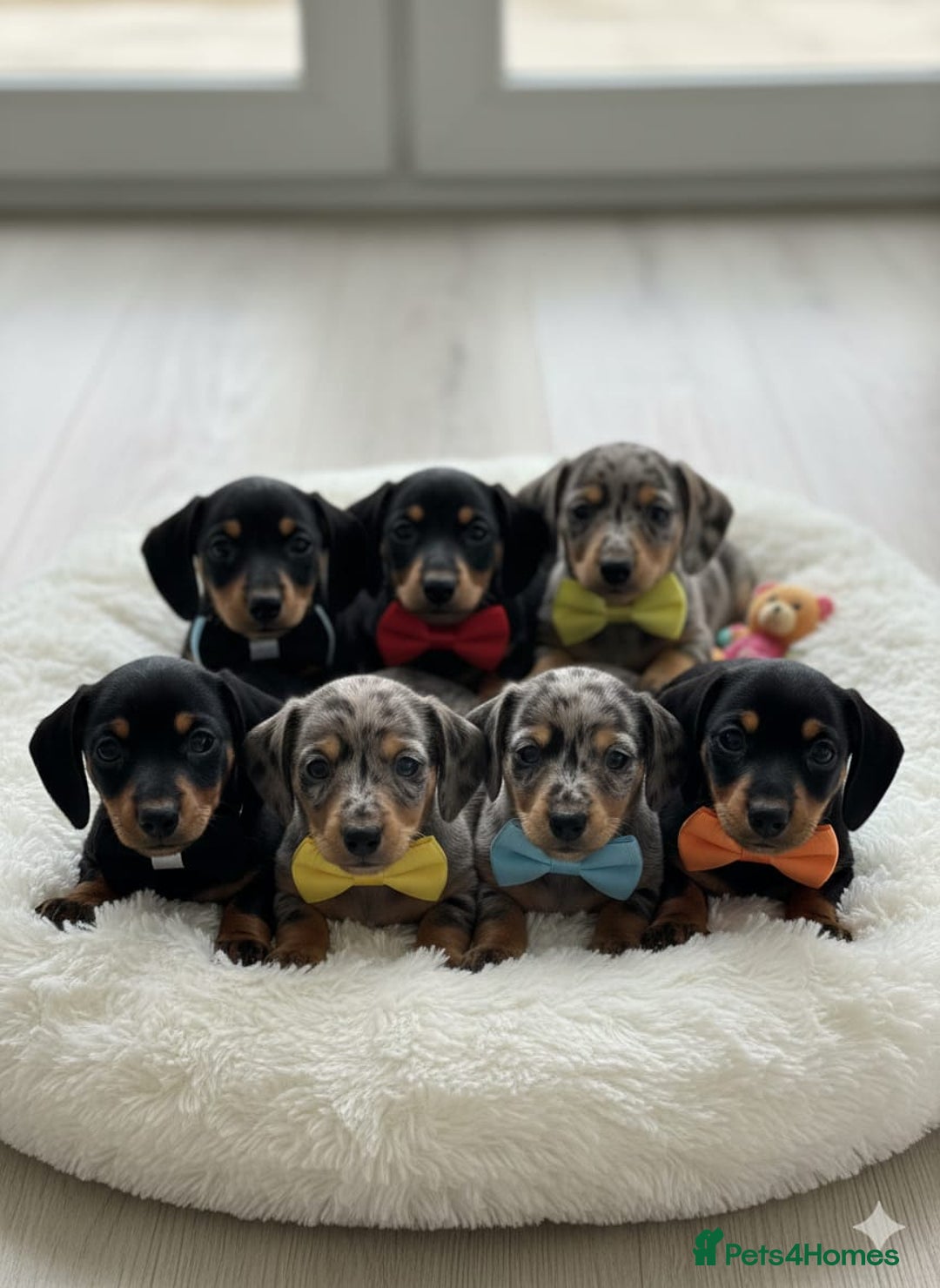 Miniature Dachshund dogs for sale: Miniature dachshund KC - Advert 2