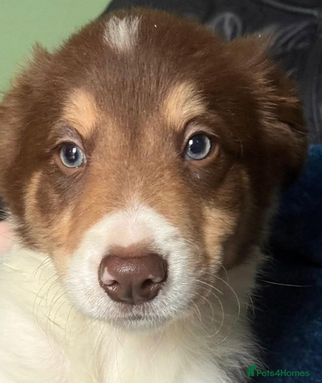 Border Collie dogs for sale: Red, White & Gold Border Collie Pups - Advert 14